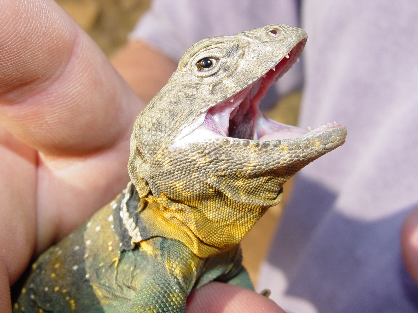 Crotaphytus collaris Male.1033